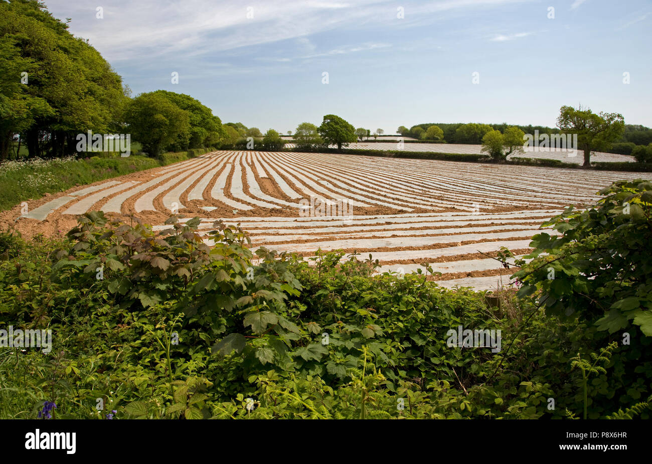 Acres of plastic covering growing potatoes Devon UK Stock Photo
