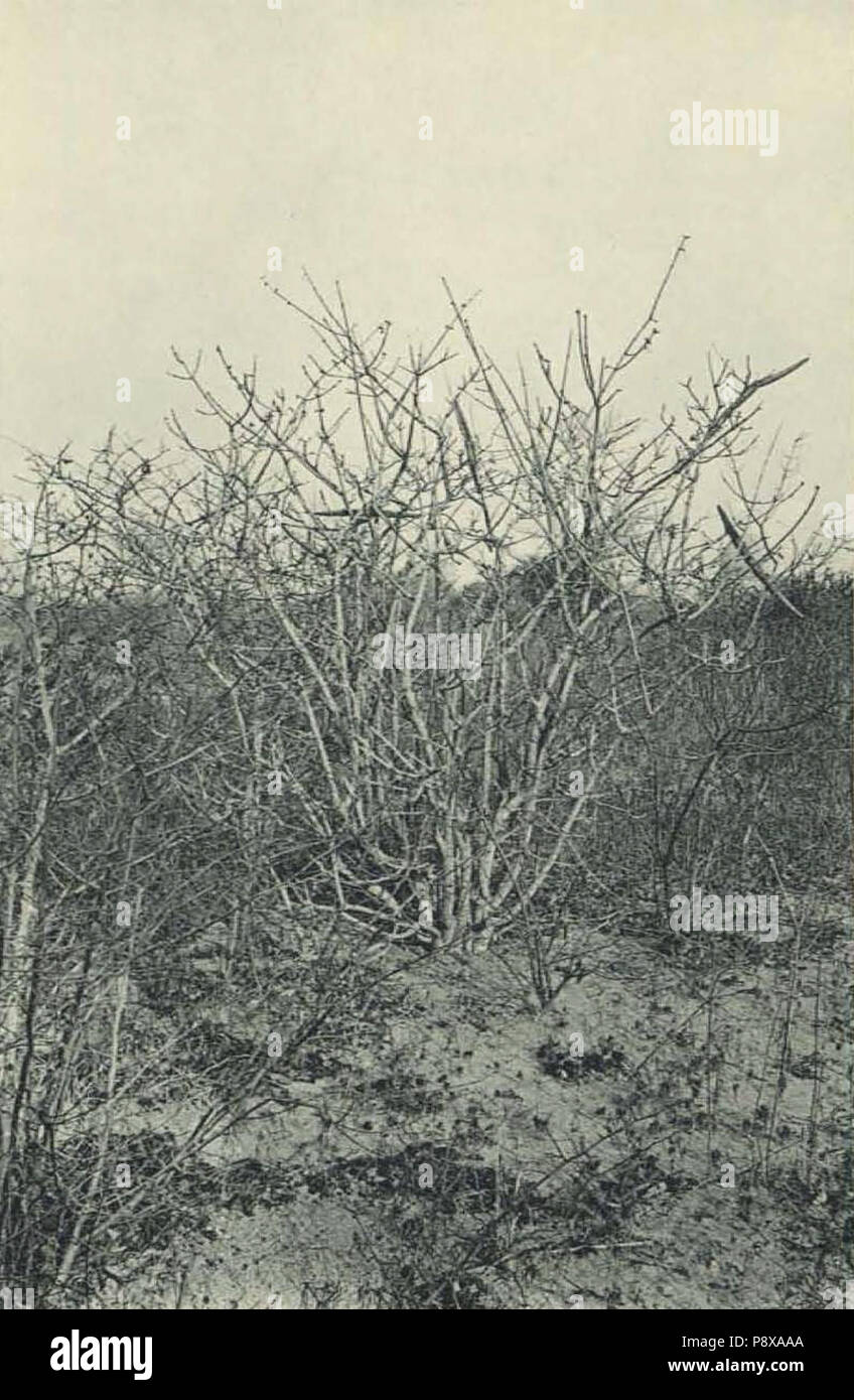 .   112 Deutsch-Ostafrika, Zentrales Steppengebiet (Busse) - Tafel 43(2) - Strophanthus eminii Stock Photo