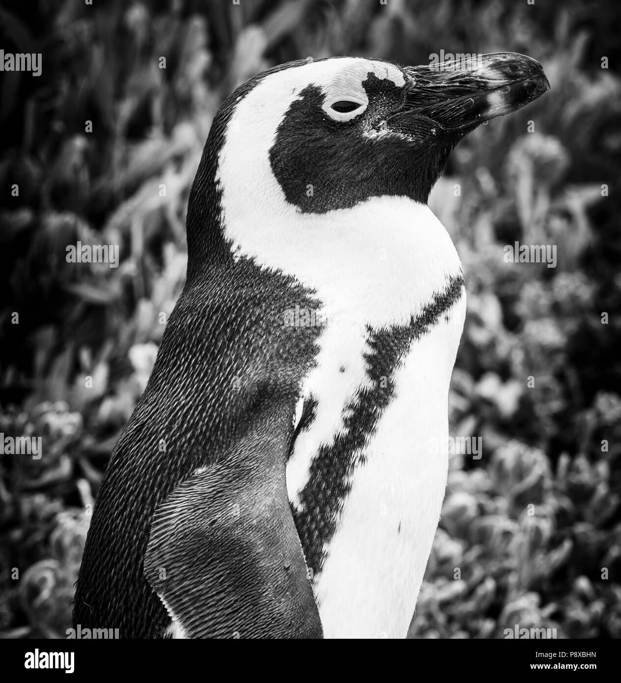 A close up of an African Penguin (spheniscus demersus) in its natural environment in Cape Town, South Africa in black and white Stock Photo
