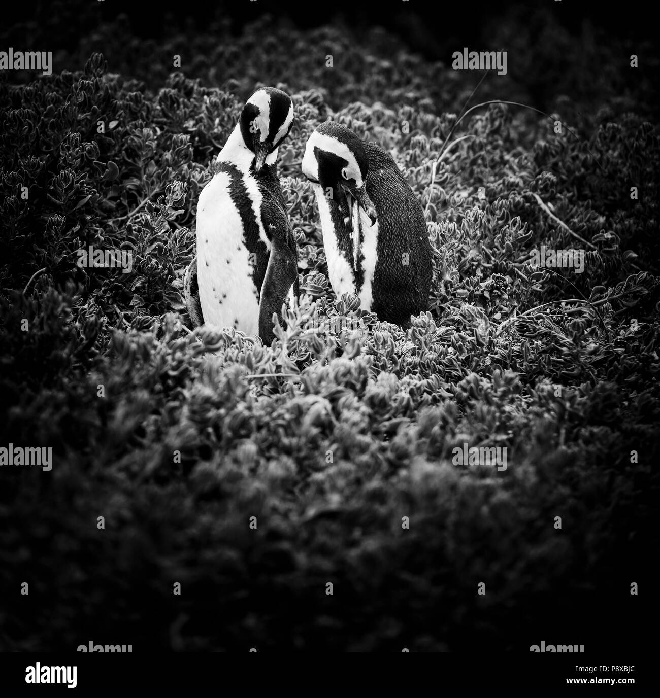 An African Penguin couple (spheniscus demersus) in South Africa in black and white Stock Photo