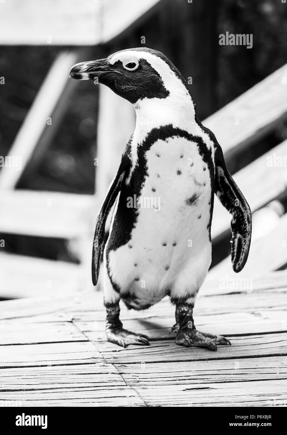 African Penguin (spheniscus demersus) on the boardwalk at Boulders Beach in South Africa in black and white Stock Photo