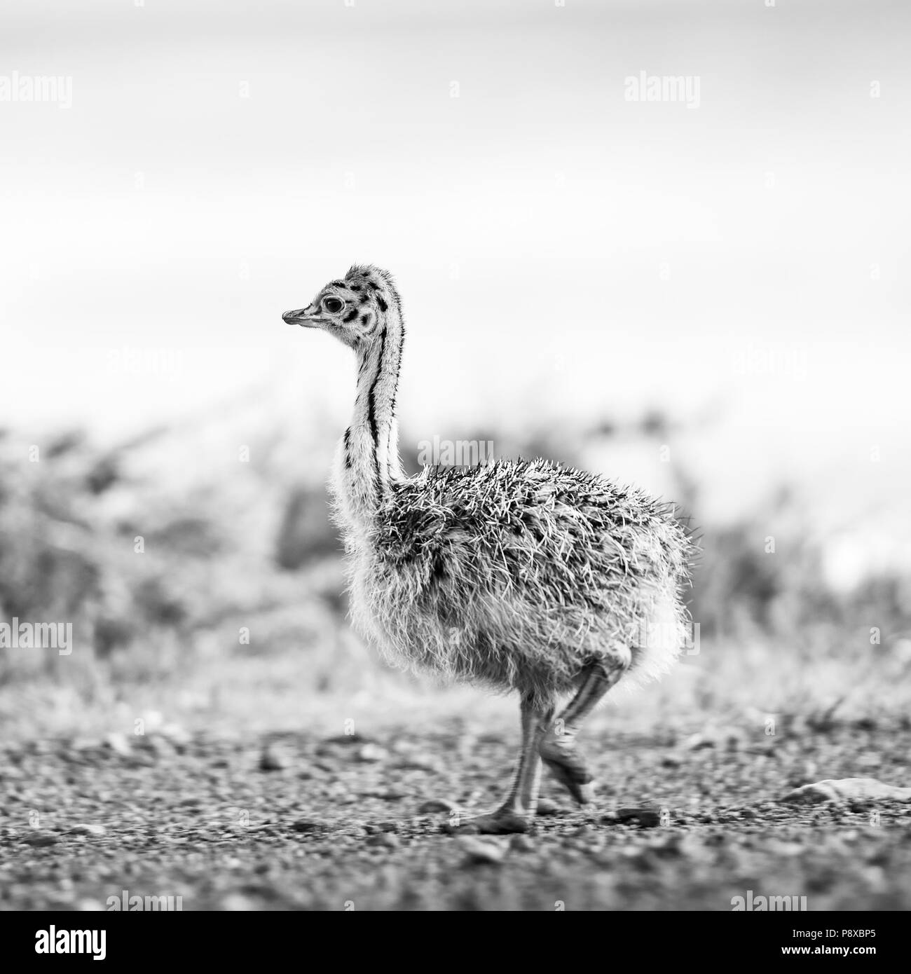 Fluffy baby ostrich chick at the Cape of Good Hope, Cape Peninsula, South Africa in black and white Stock Photo