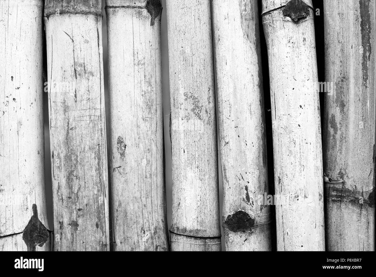 Old bamboo fence background in detail in black and white Stock Photo