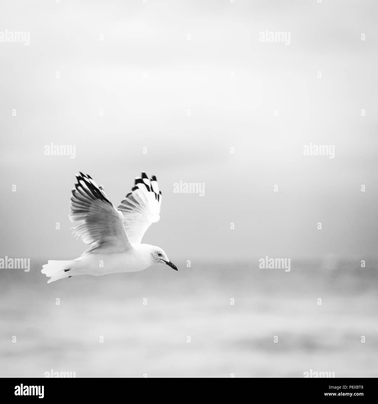 Beautiful seagull bird in flight over the ocean in black and white Stock Photo