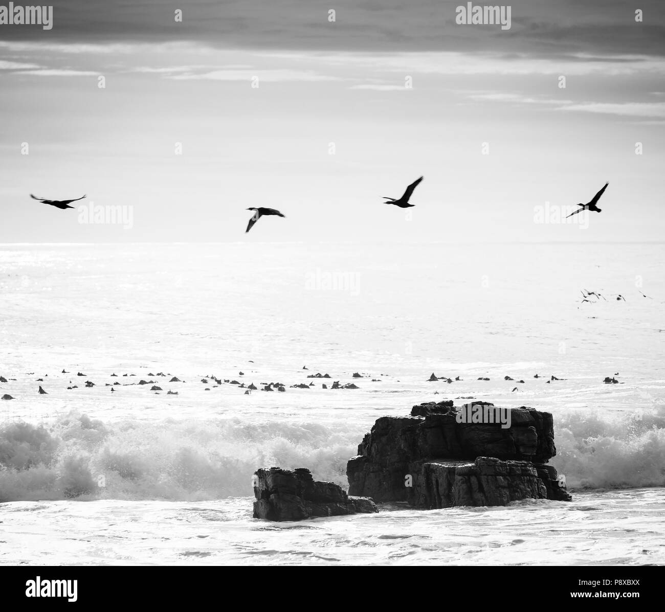 Birds flying over ocean island off the Cape of Good Hope, Cape Peninsula, South Africa in black and white Stock Photo