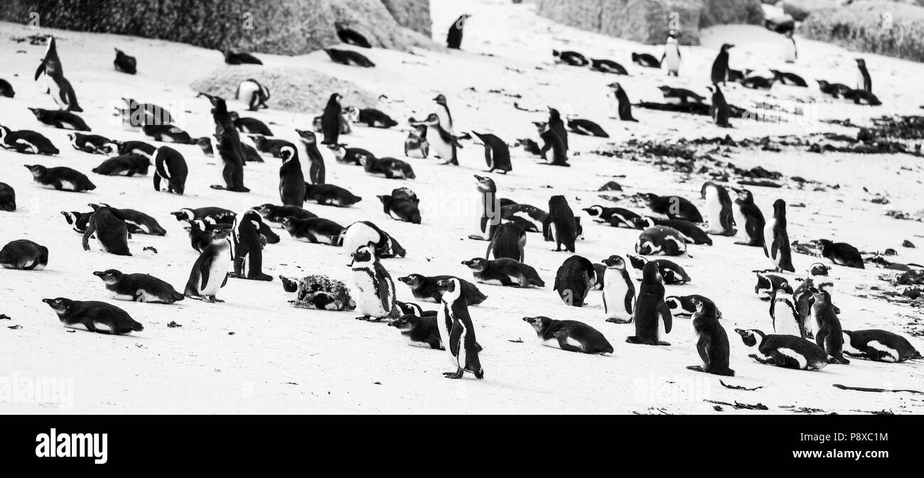 Boulders Penguin Colony with African Penguins on the beach in black and white Stock Photo