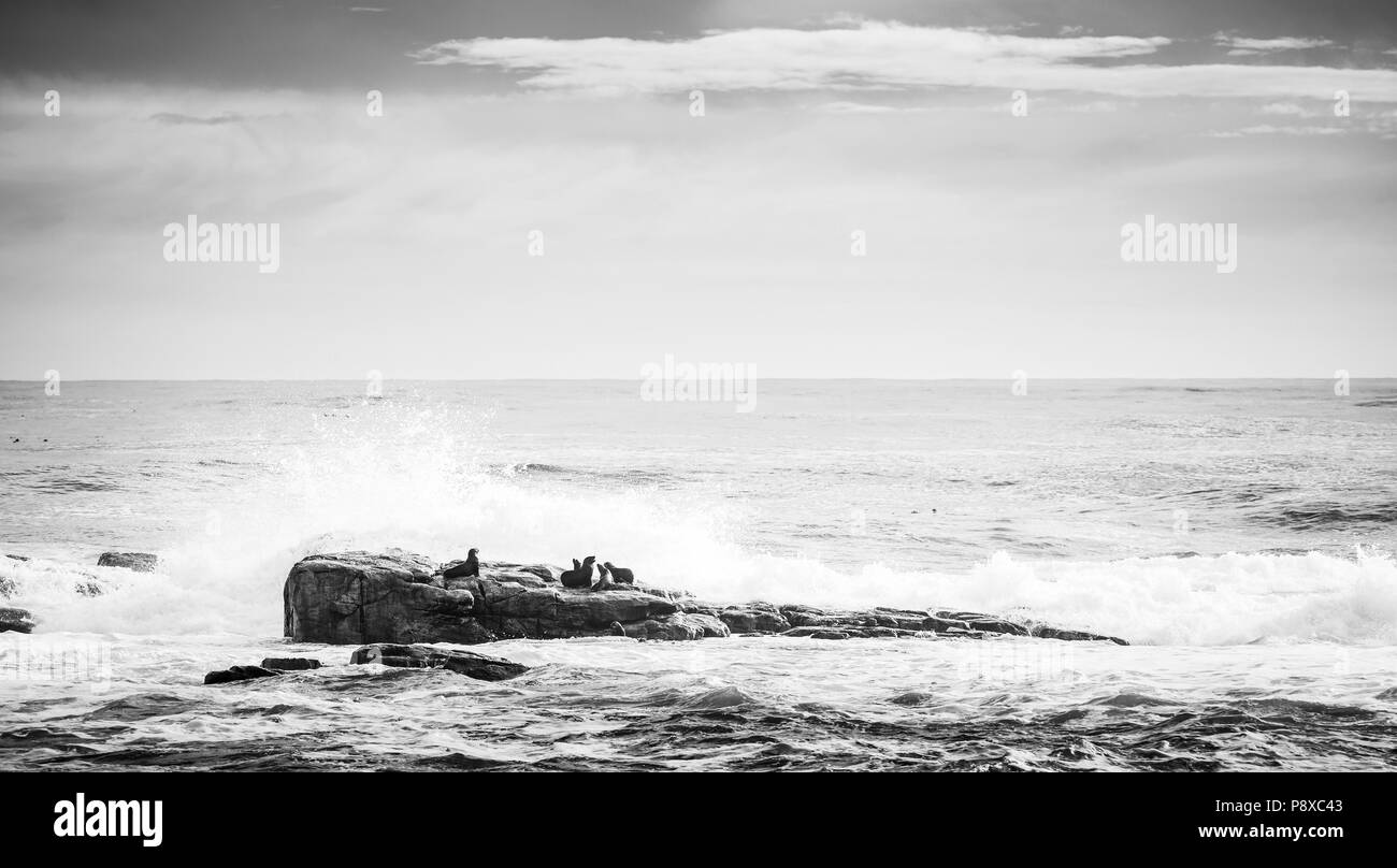 Brown Fur Seals (Arctocephalus pusillus) on island off the Cape of Good Hope, Cape Peninsula, South Africa in black and white Stock Photo