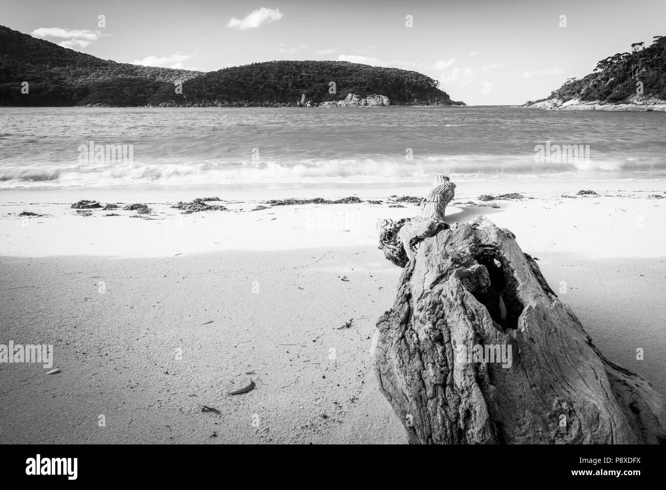 Driftwood on beach at Refuge Cove, Wilsons Promontory National Park, Victoria, Australia in black and white Stock Photo