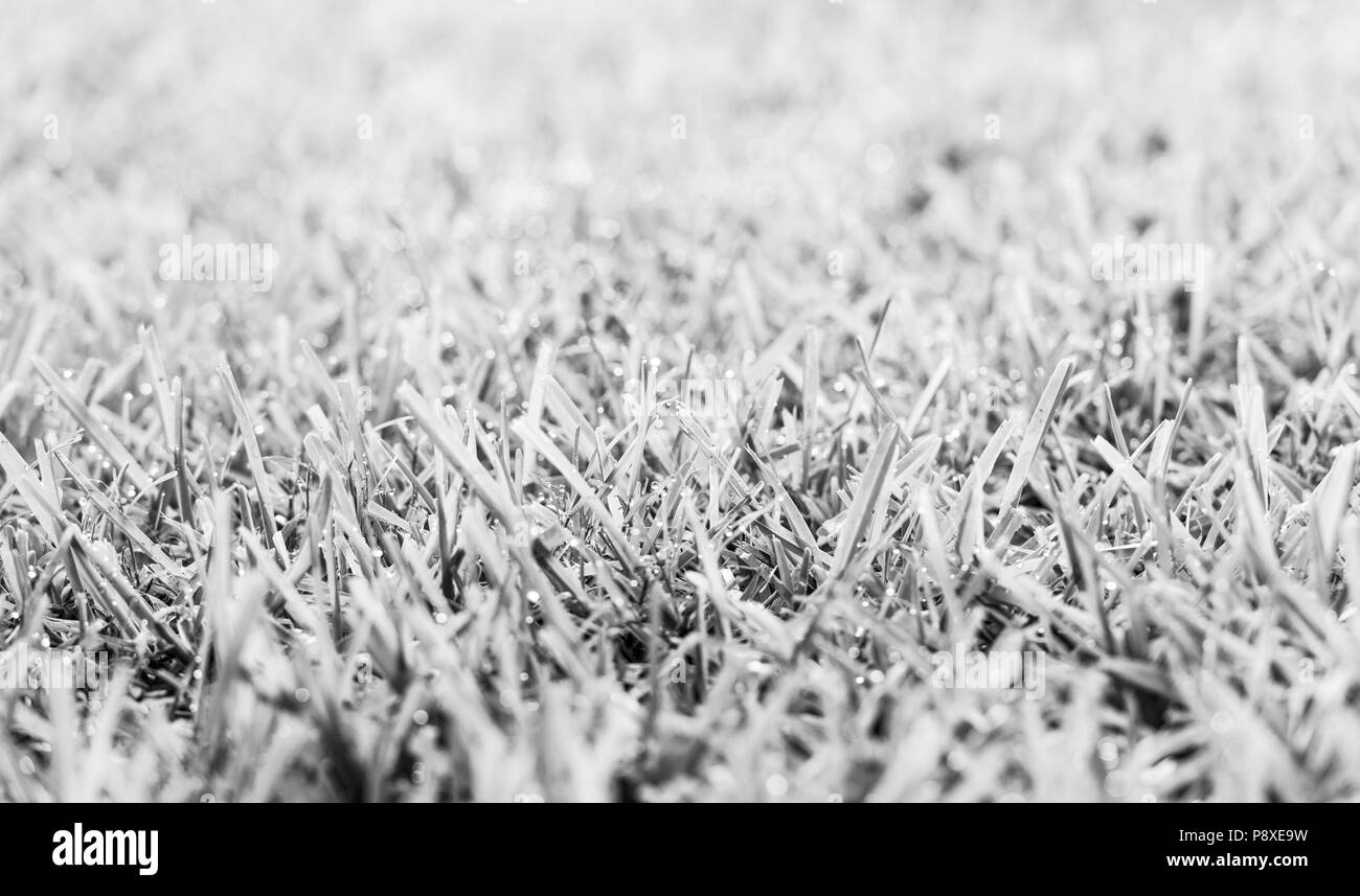 Green grass lawn with fresh morning dew drops in sunlight in black and white Stock Photo