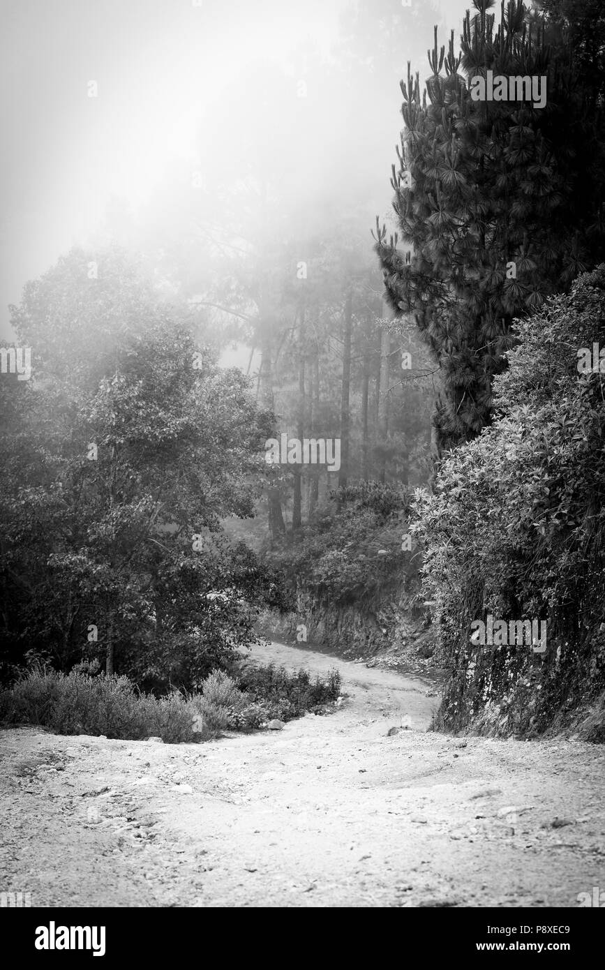Misty forest landscape with fog through the trees in Guatemala in black and white Stock Photo