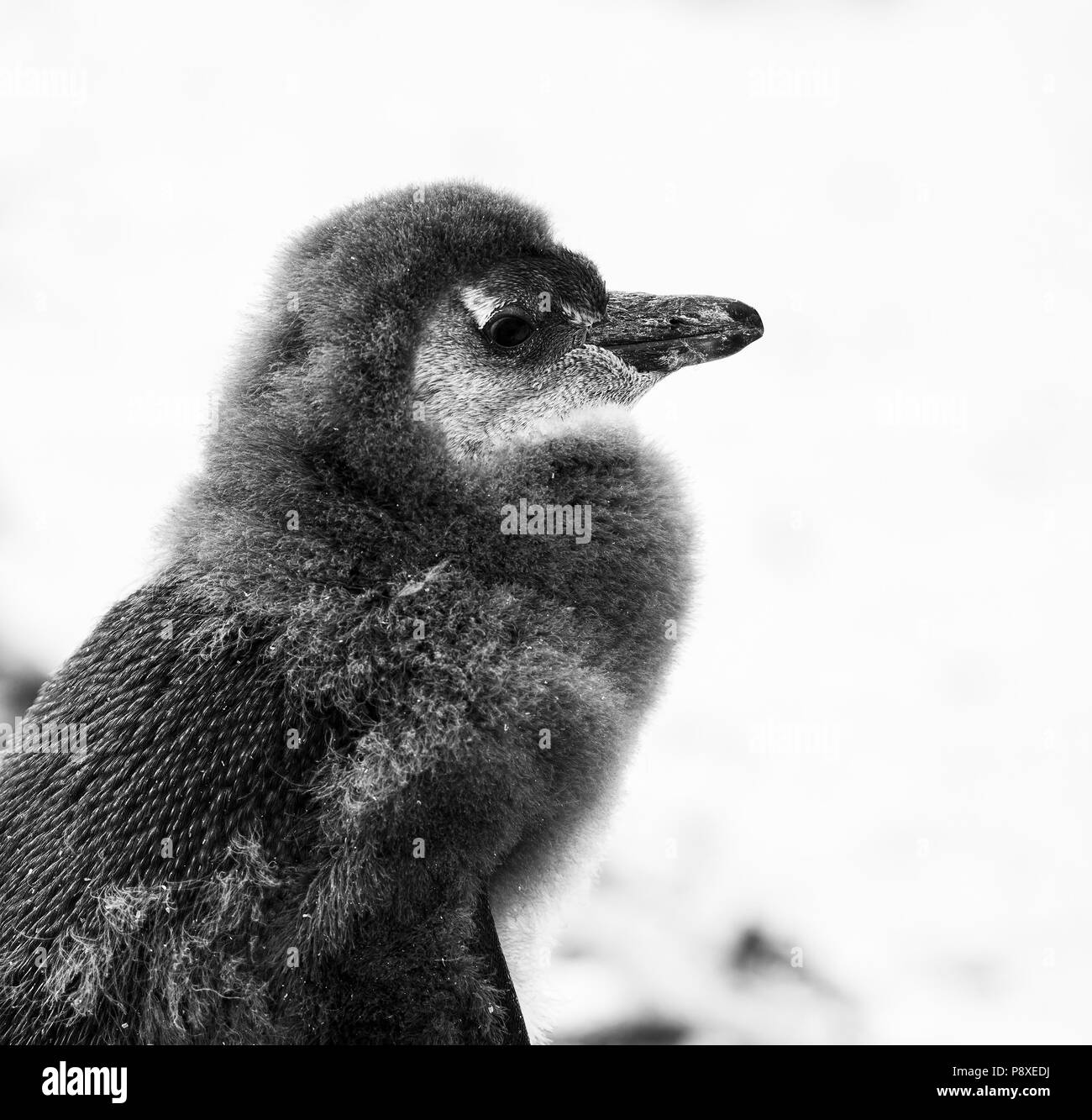 Moulting Juvenile African Penguin in Boulders Beach, South Africa in black and white Stock Photo