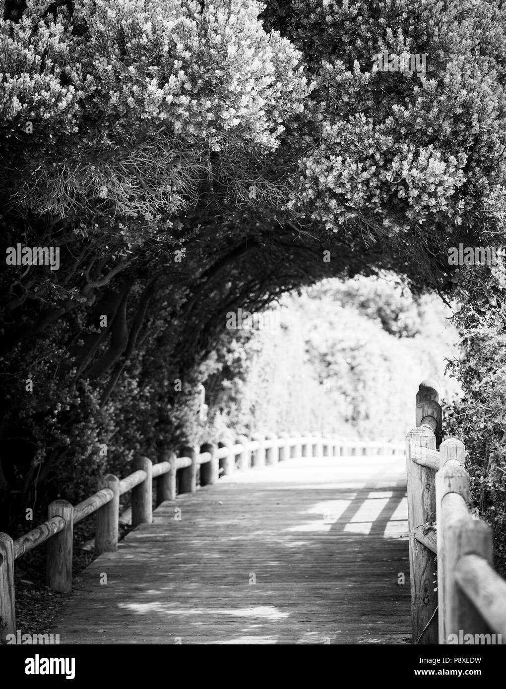 Nature boardwalk through green archway in black and white Stock Photo