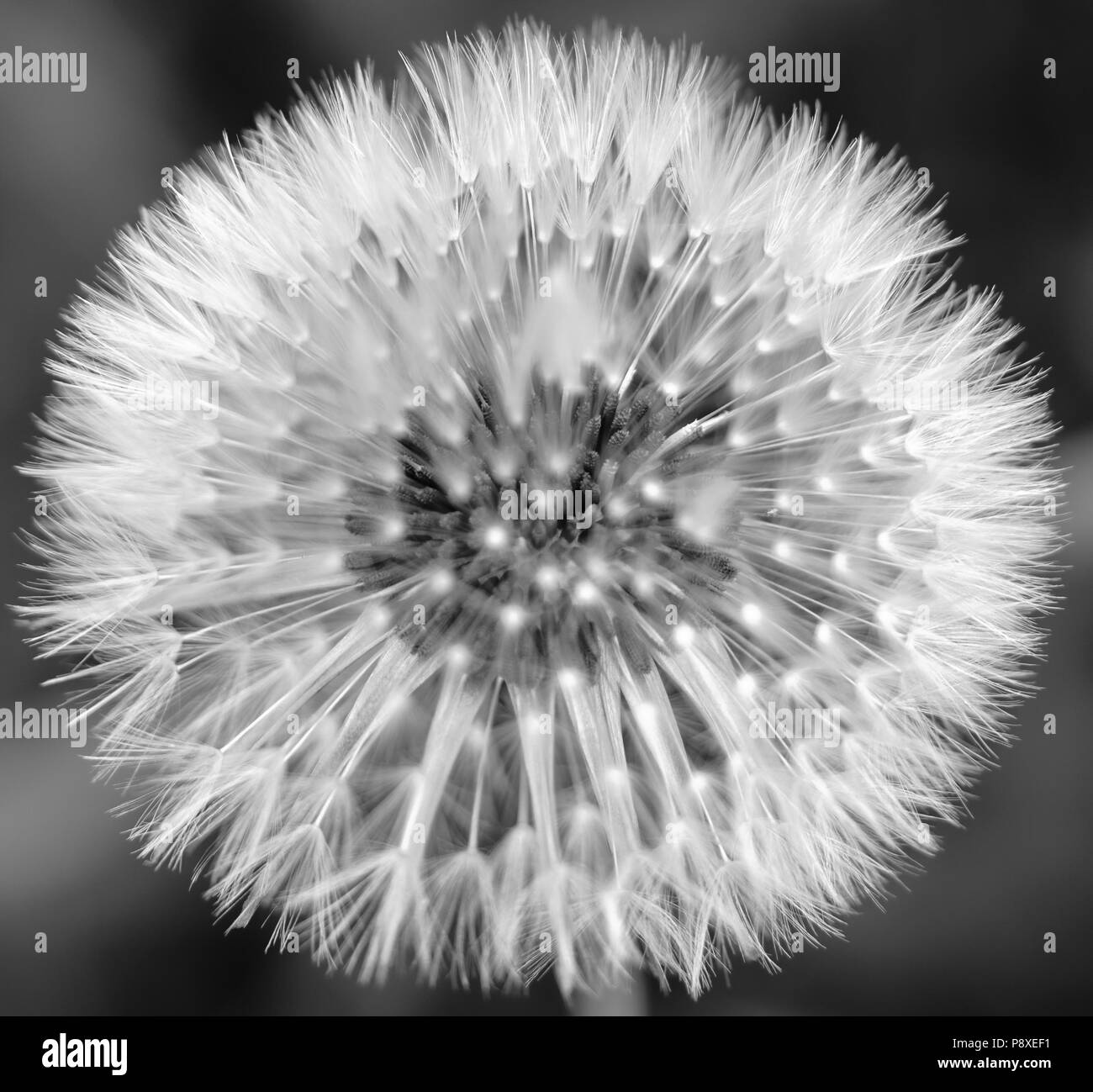 High contrast black & white photo of a dandelion seed head Stock Photo