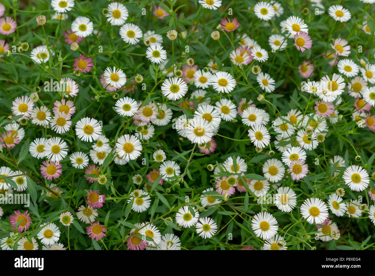 A carpet of wild daisies white and pink in color in a natural setting Stock Photo
