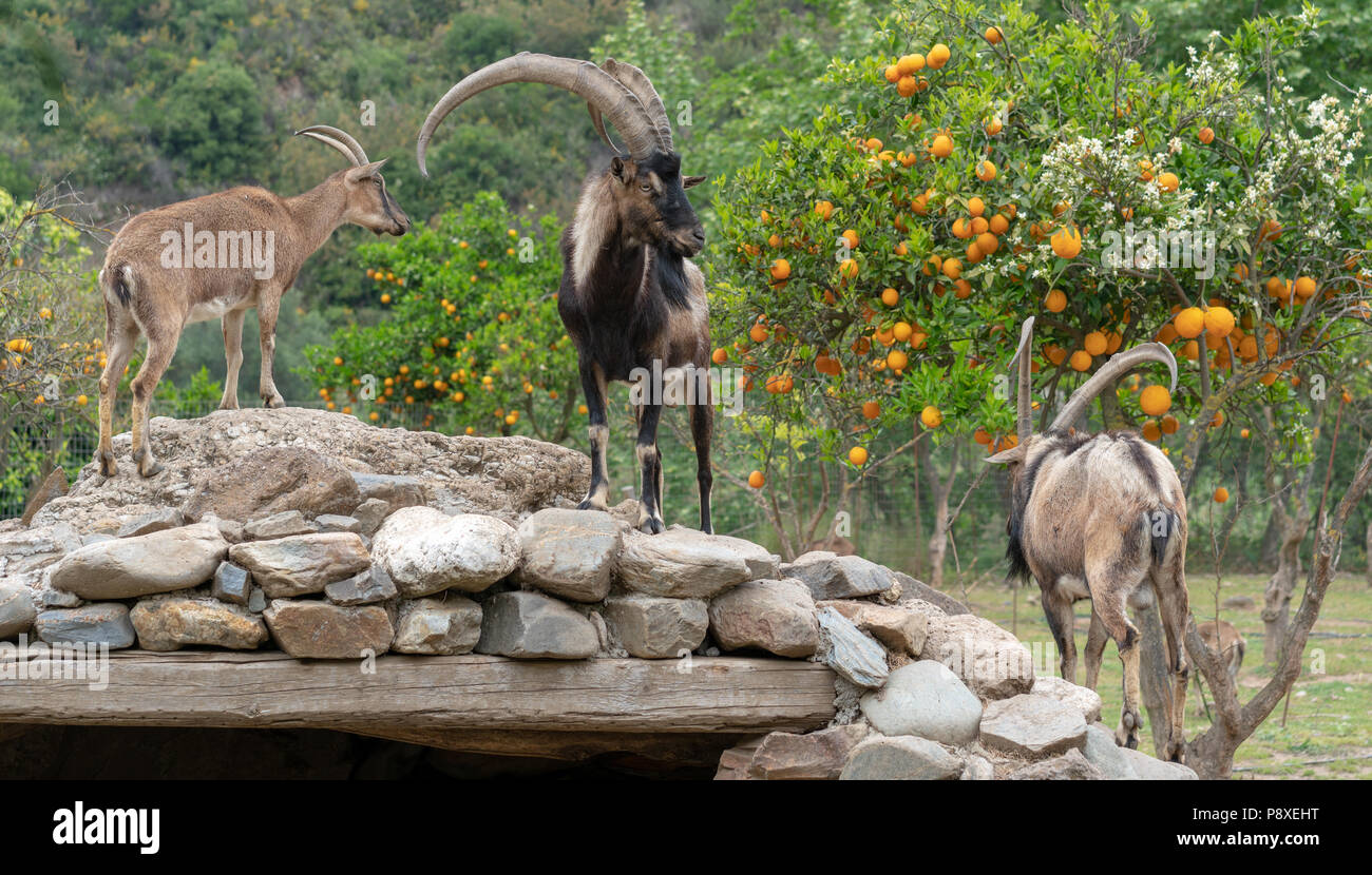 Horned ruminants hires stock photography and images Alamy