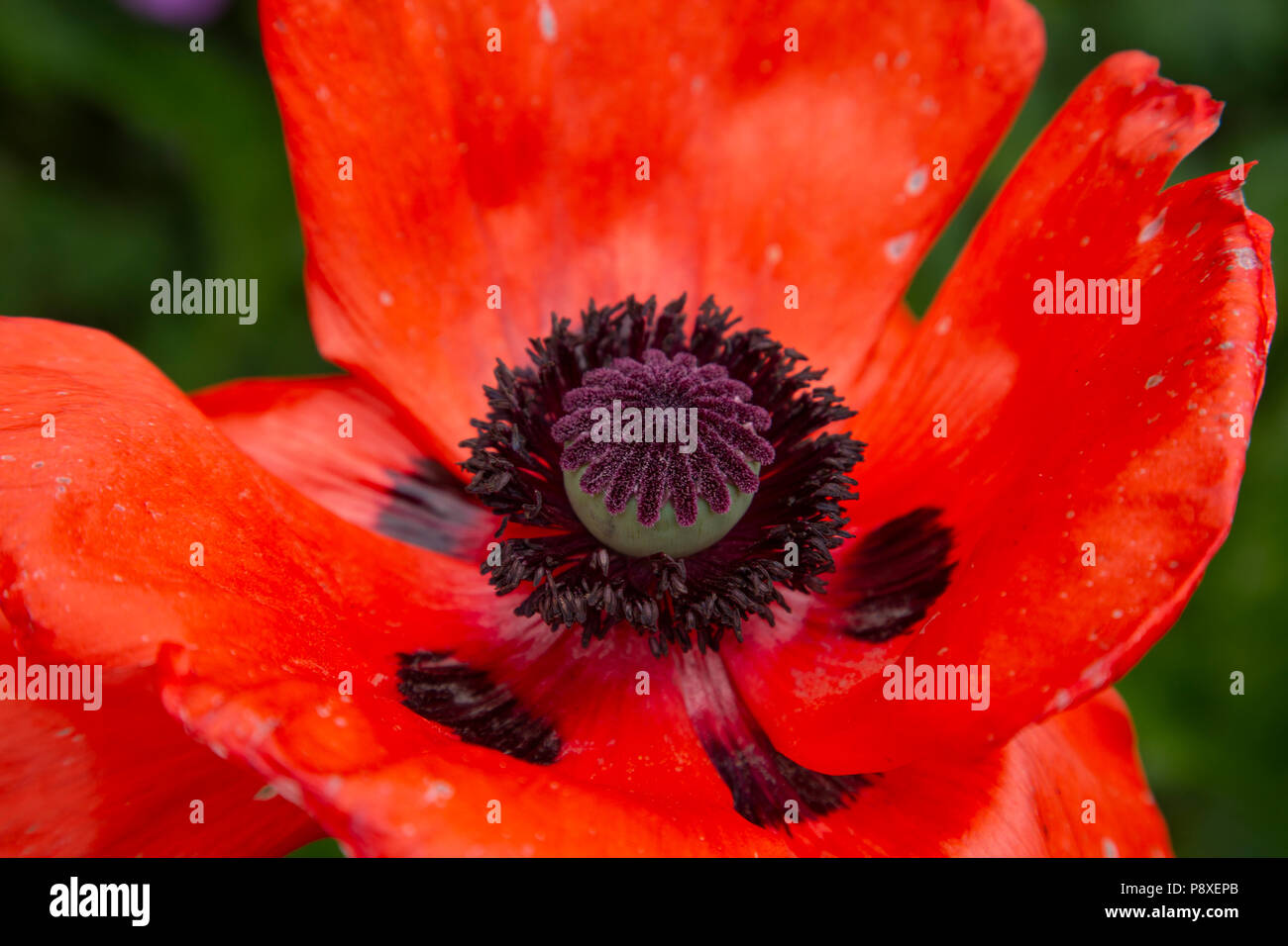 Open poppy with red petals and blurred background Stock Photo
