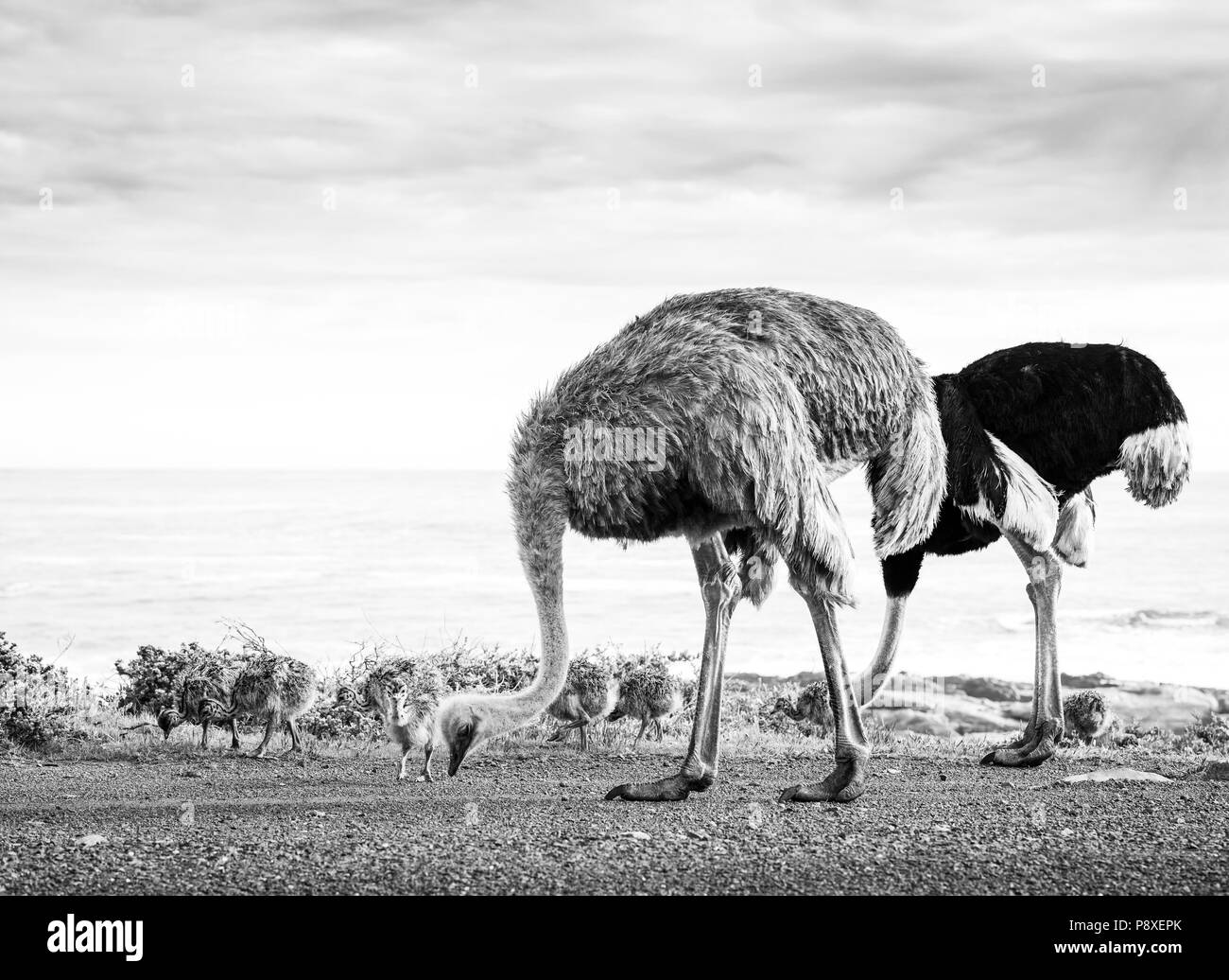 Ostrich (Struthio Camelus) family walk along the Cape of Good Hope, Cape Peninsula, South Africa in black and white Stock Photo