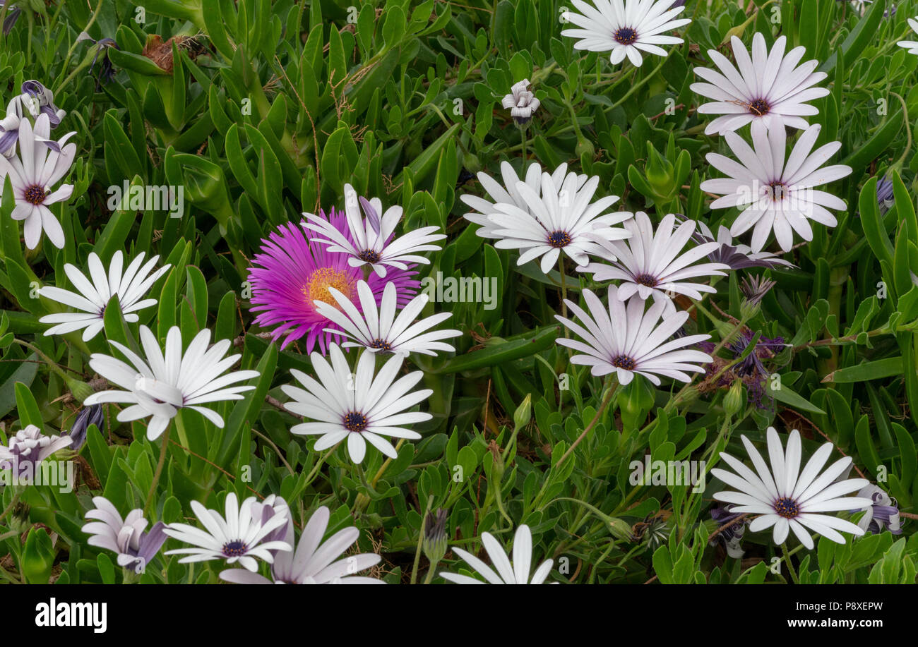 A lone Carpobrotus or pigface flower amongst some African daisies Stock Photo