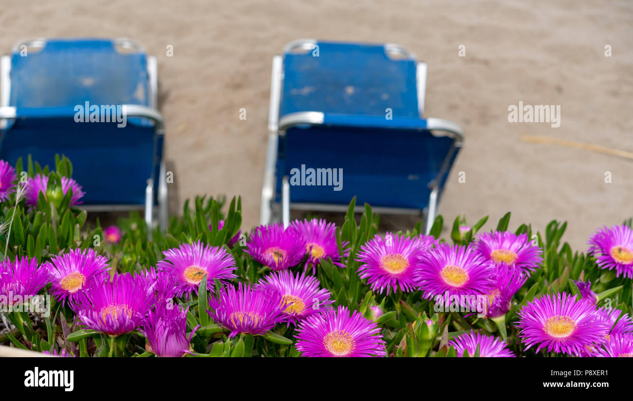 Two sun loungers on a beach with flowers in the foreground Stock Photo