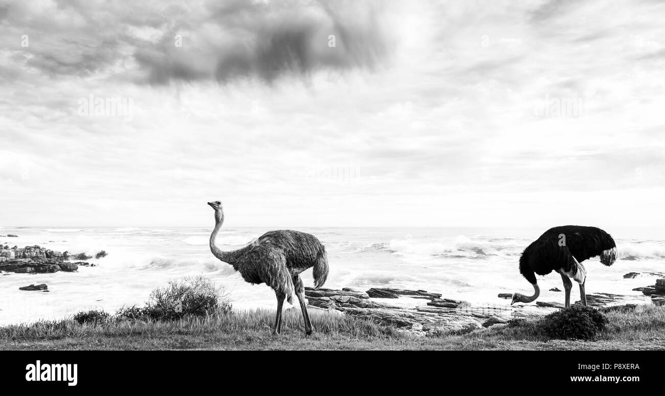 Male and female ostrich pair beside ocean coastline at the Cape of Good Hope, Cape Peninsula, South Africa in black and white Stock Photo