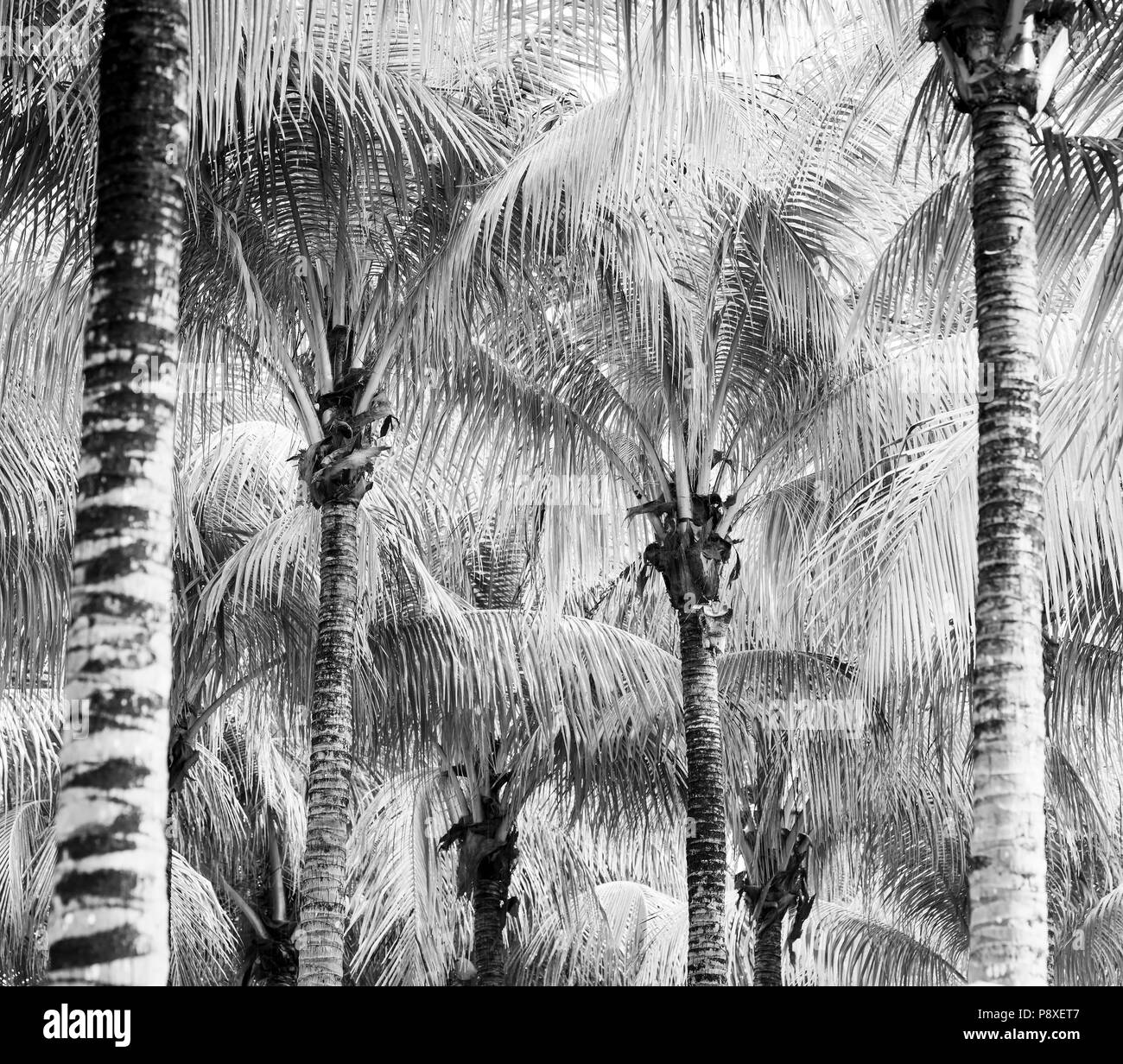 Lush green palm tree fronds in black and white Stock Photo