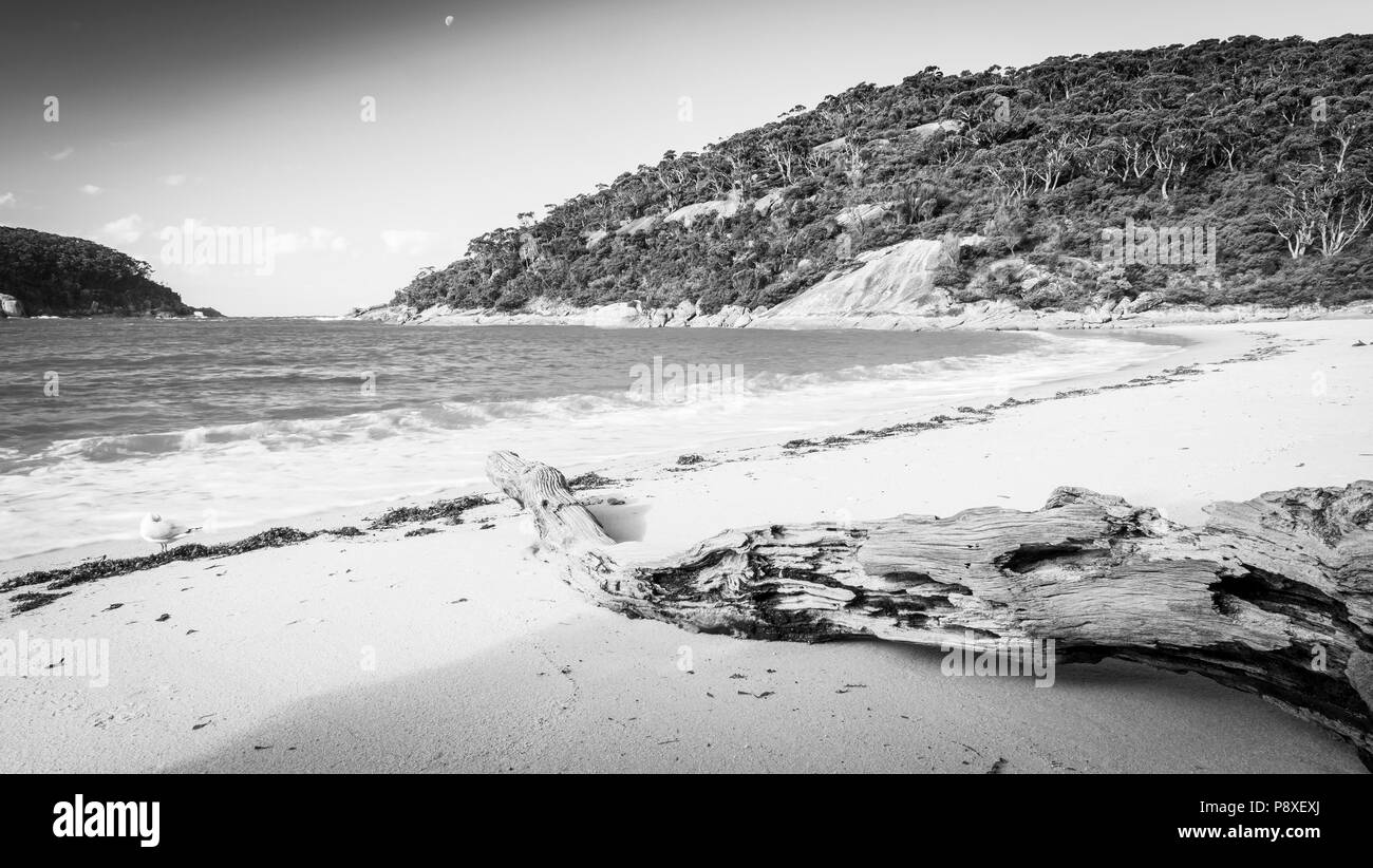 Refuge Cove at sunset with driftwood and seagull in Wilsons Promontory National Park, Victoria, Australia in black and white Stock Photo