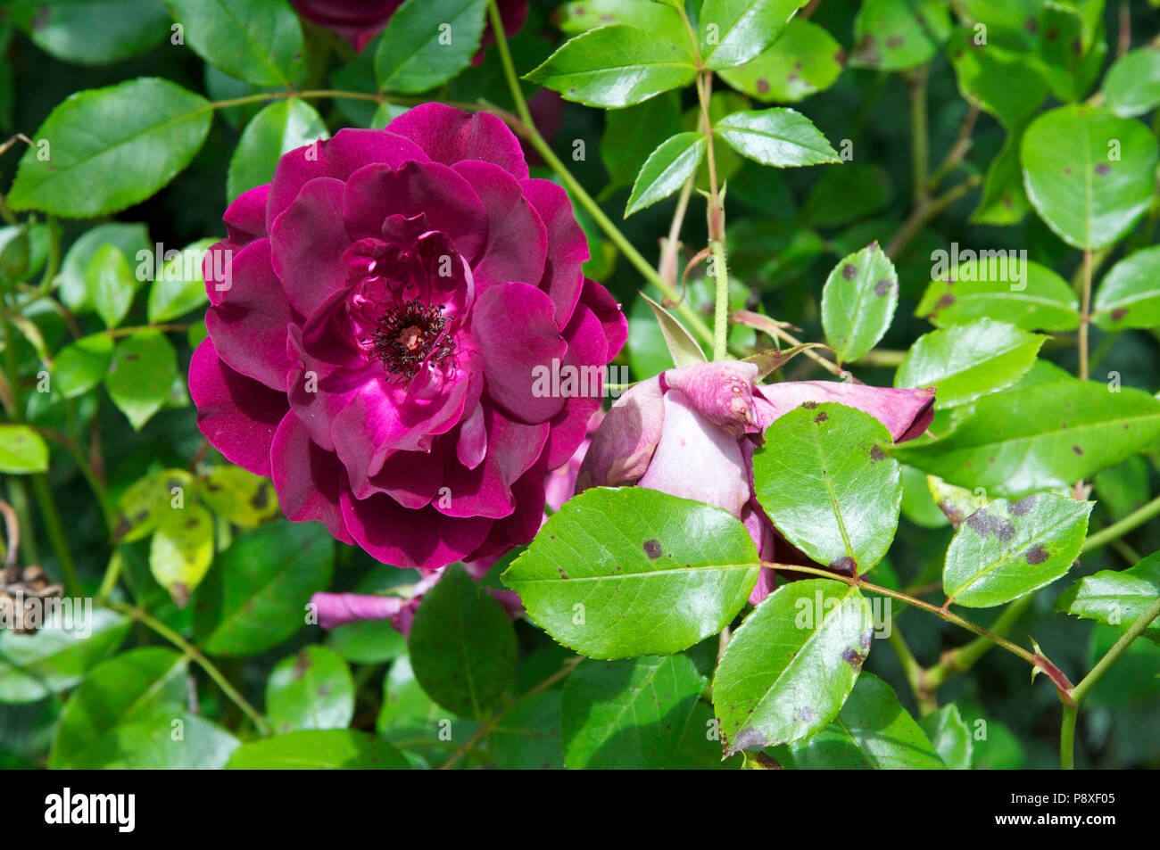 wine red rose, semi double with black spot Stock Photo