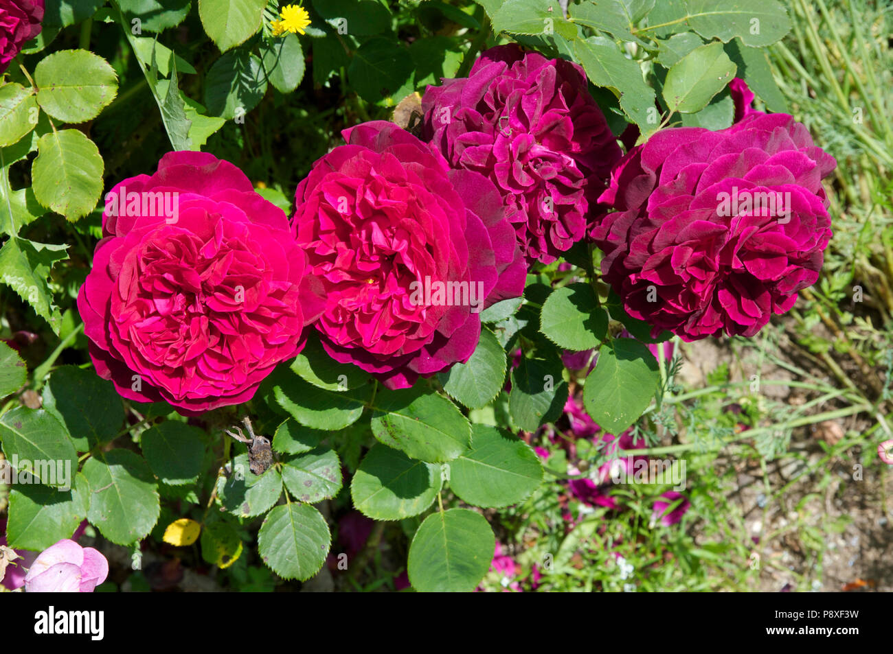 'Munstead wood' rose Stock Photo