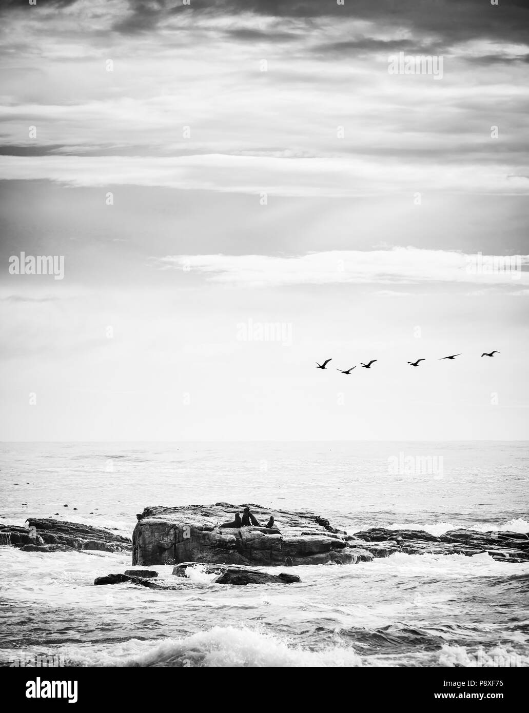 Seabirds and brown fur seals on island off the Cape of Good Hope, Cape Peninsula, South Africa in black and white Stock Photo