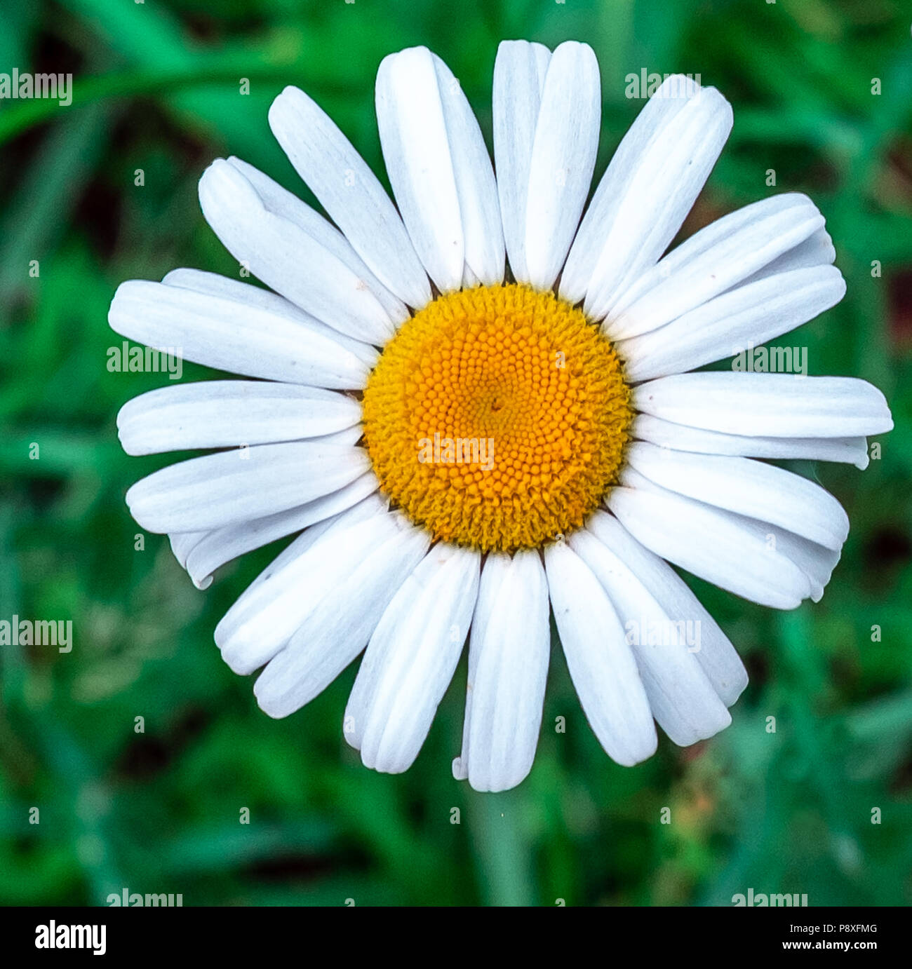 common daisy aka as Moon Daisy and Ox-eye of the Compositae family Stock Photo