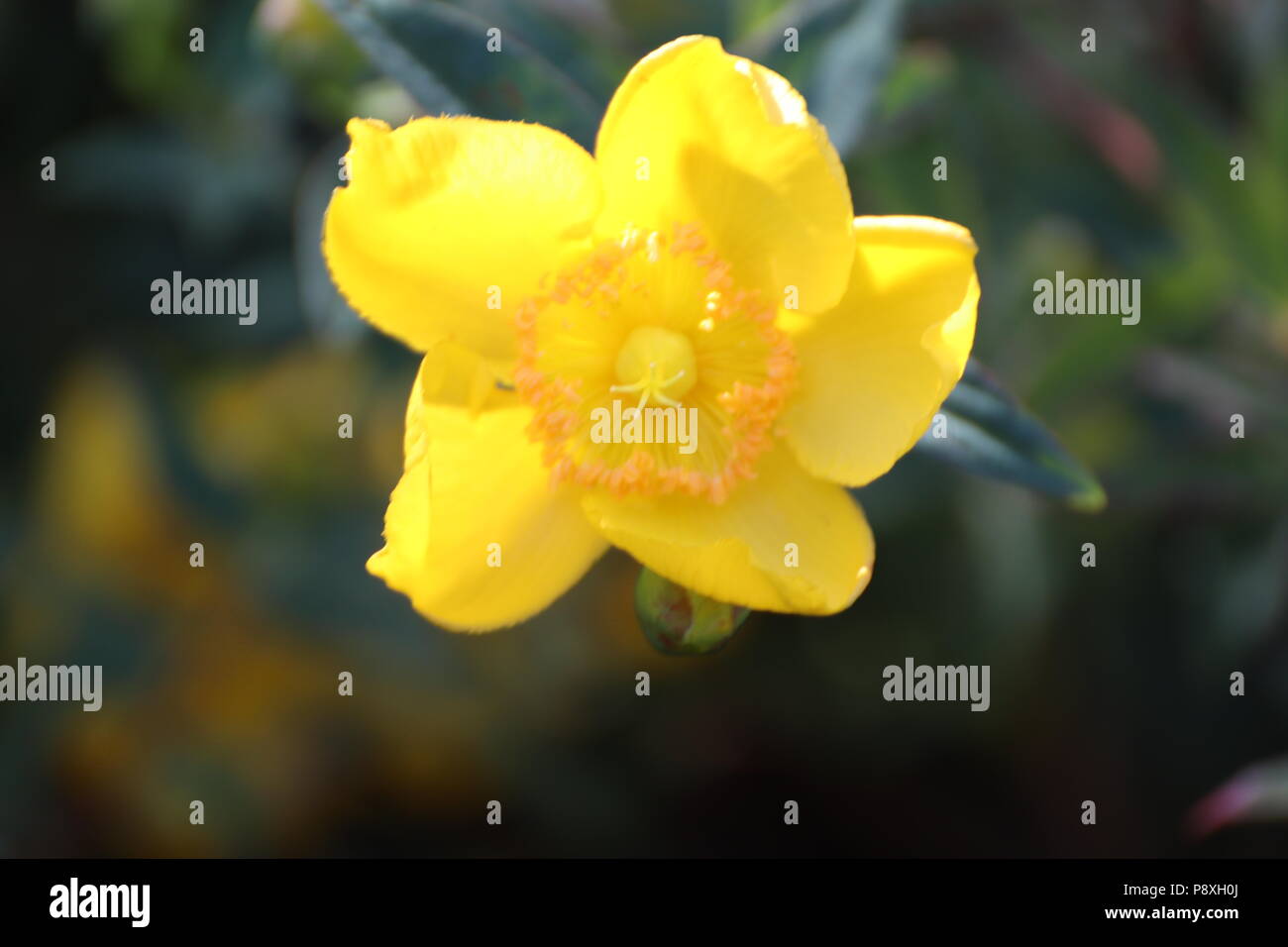 Wild Yellow hedgerow flower Stock Photo Alamy