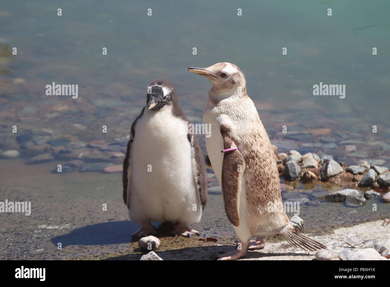 Penguins belfast zoo hires stock photography and images Alamy
