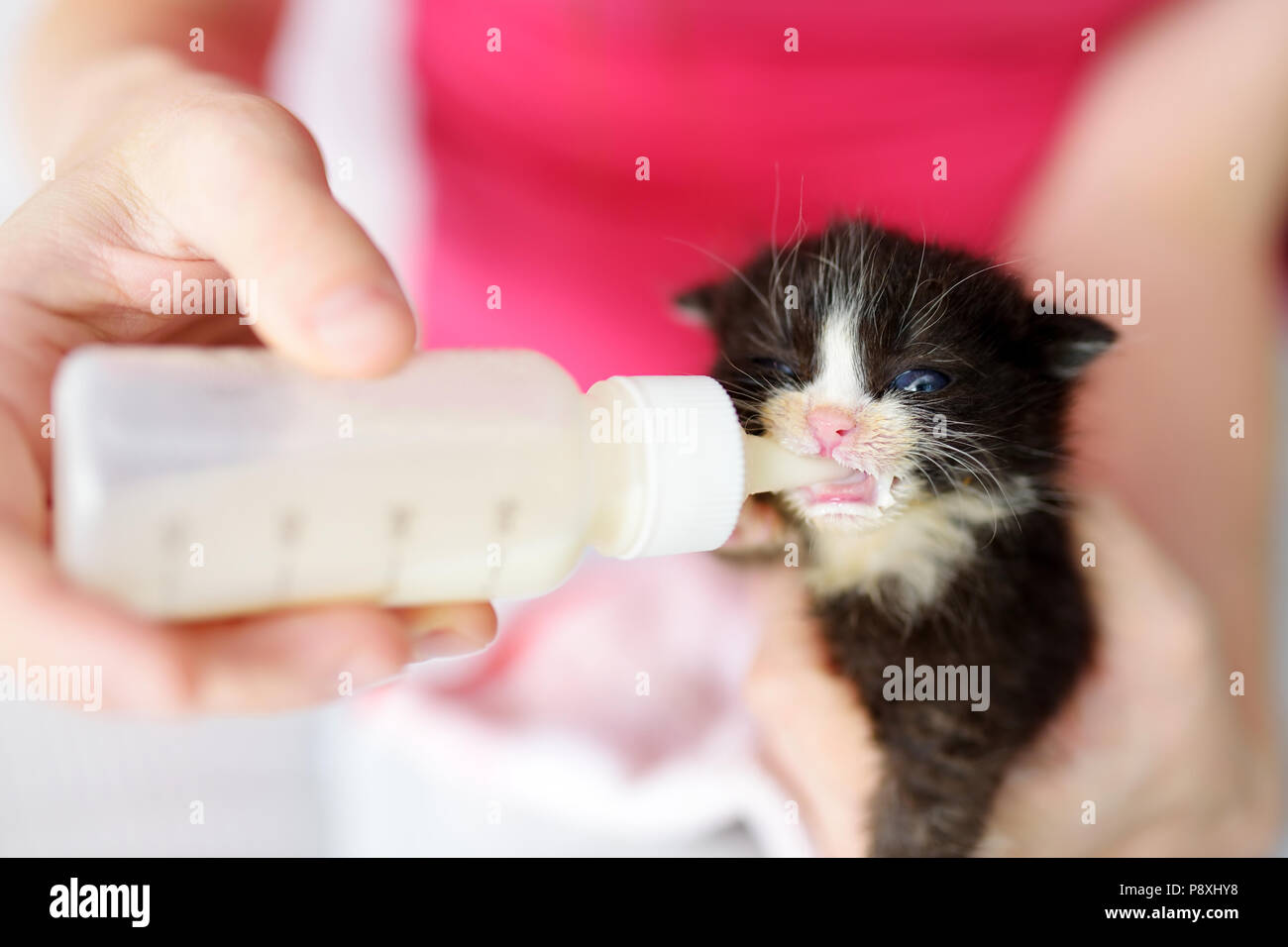 Feeding cute little orphan kitten with milk replacement Stock Photo Alamy