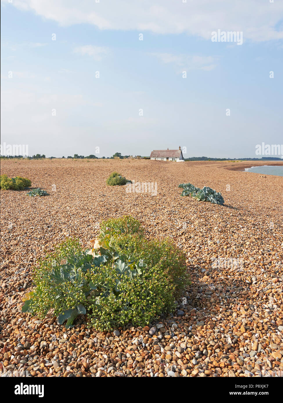 Shingle Street Suffolk with Sea Kale Crambe maritima or sea cabbage  at the mouth of the river Ore Alde and Orford Ness Stock Photo