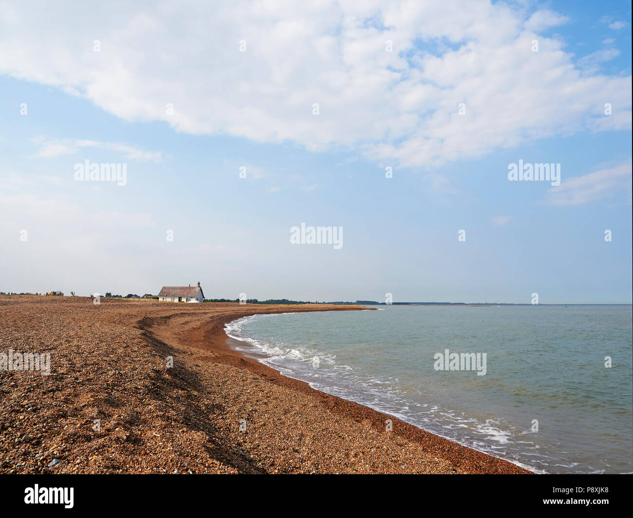 Shingle Street Suffolk with Sea Kale Crambe maritima or sea cabbage  at the mouth of the river Ore Alde and Orford Ness Stock Photo