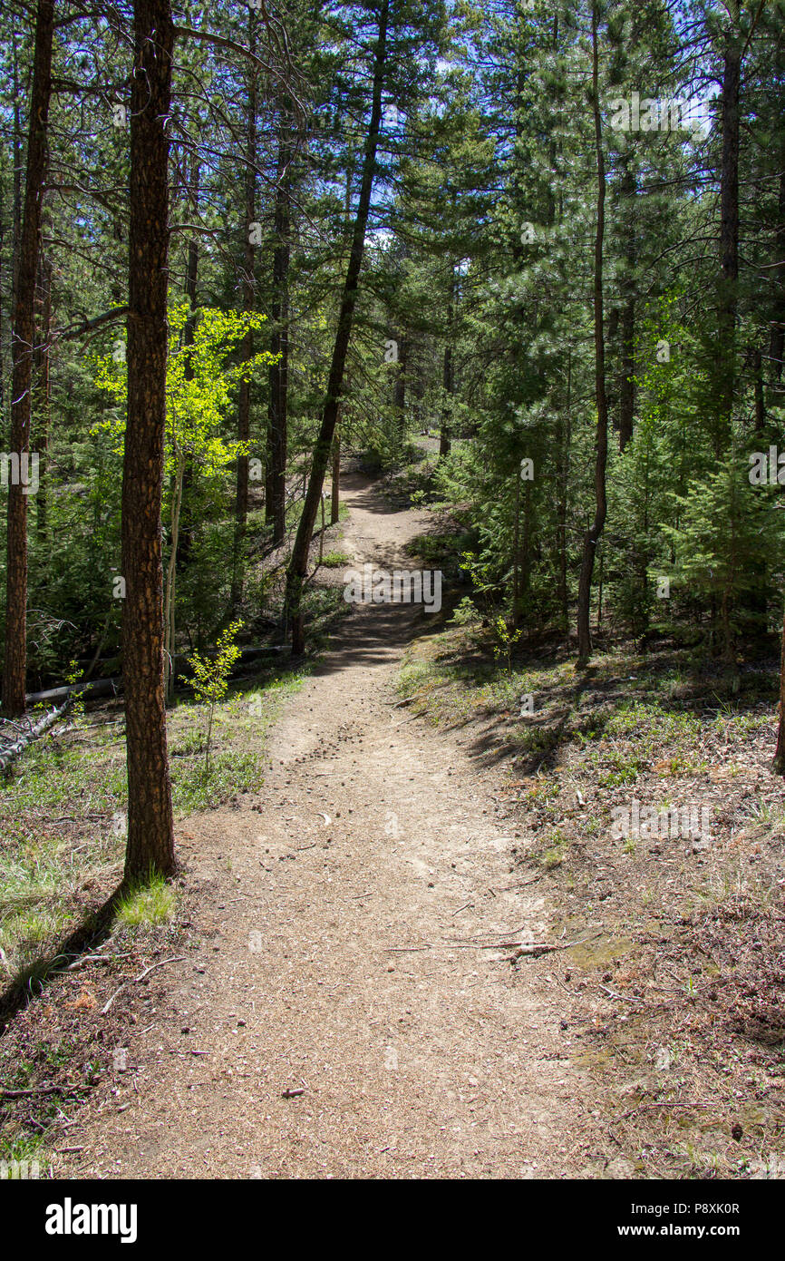 Exploring Rolling Creek Trail in Bailey, Colorado Stock Photo