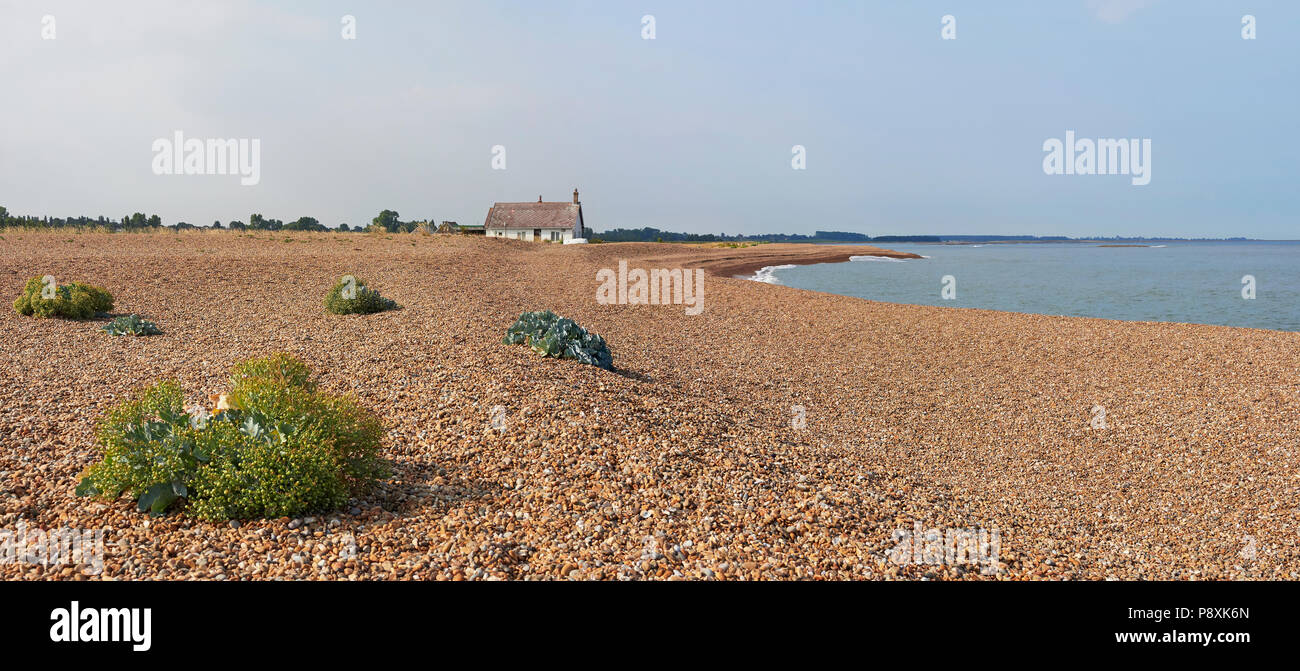 Shingle Street Suffolk with Sea Kale Crambe maritima or sea cabbage  at the mouth of the river Ore Alde and Orford Ness Stock Photo
