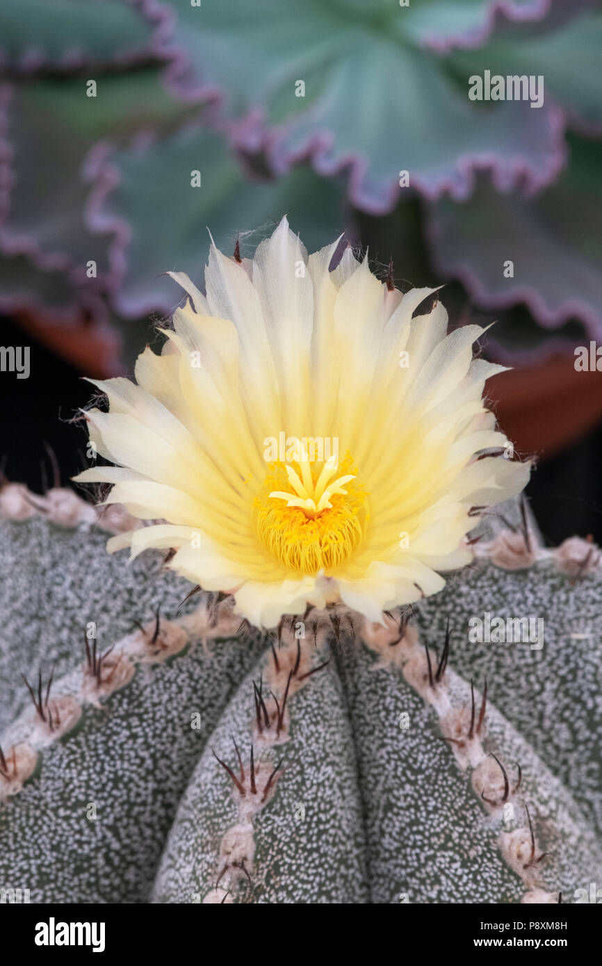 Astrophytum ornatum x myriostigma. Star cactus flower Stock Photo