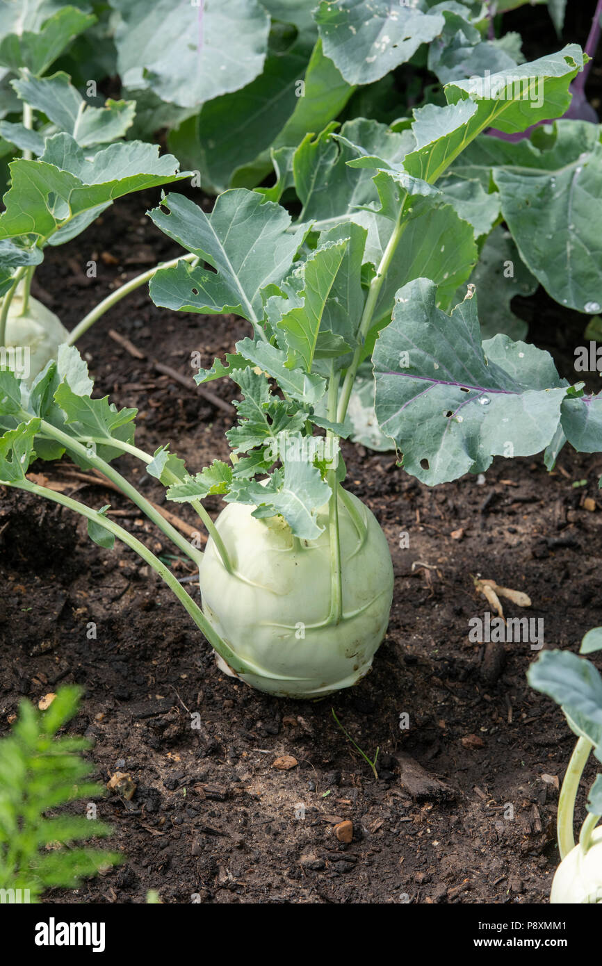 Brassica oleracea. Kohlrabi root vegetable Stock Photo