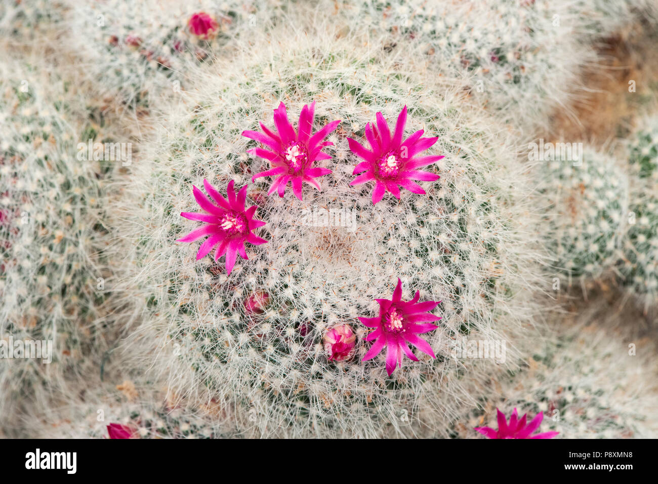 Mammillaria Hahniana cactus flowering. Old Lady Cactus cactus Stock Photo