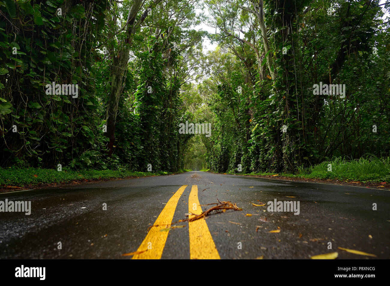 Eucalyptus tree tunnel near Koloa Town on Kauai, Hawaii Stock Photo - Alamy