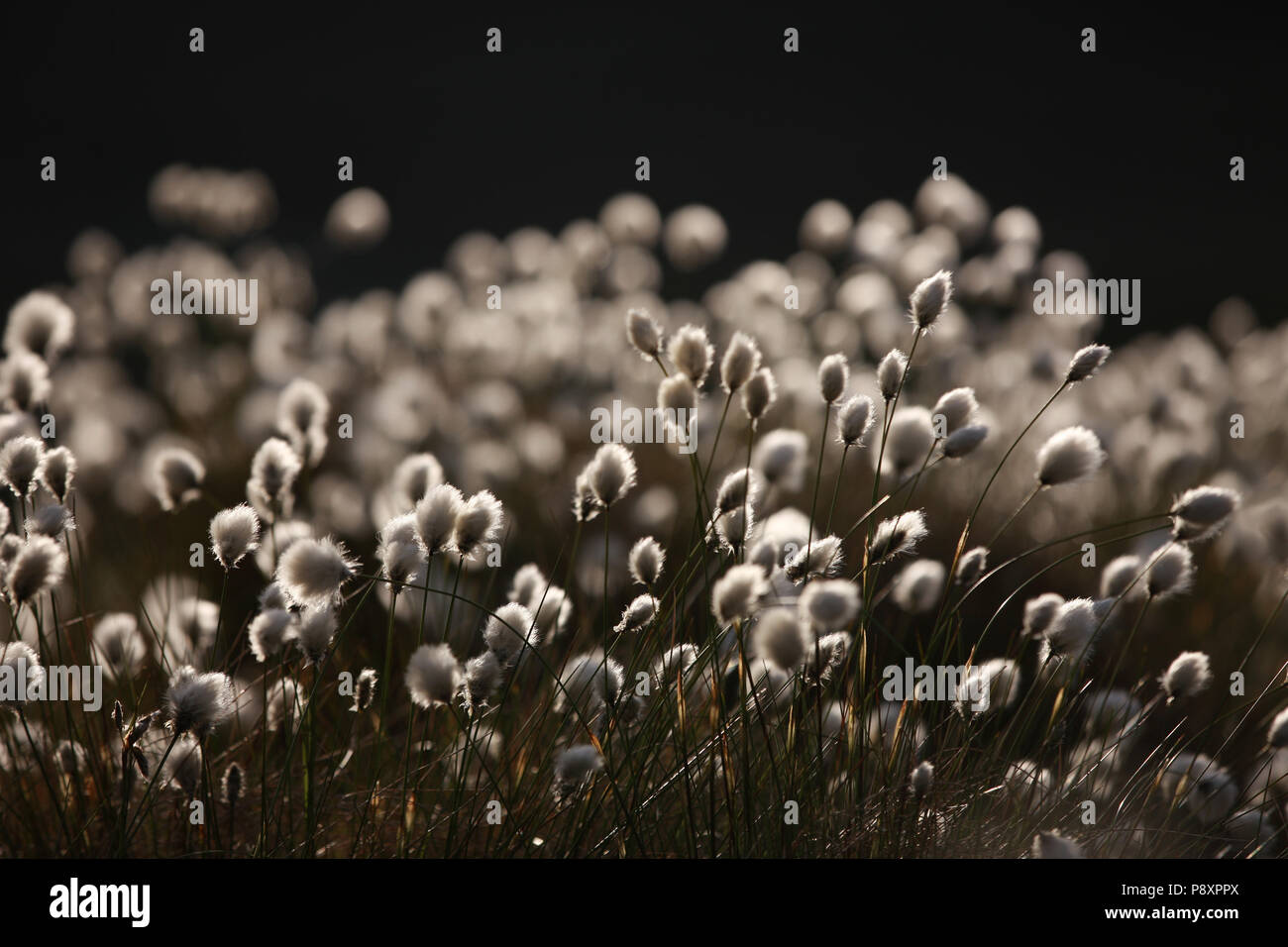 Cotton Grass Field High Resolution Stock Photography and Images - Alamy