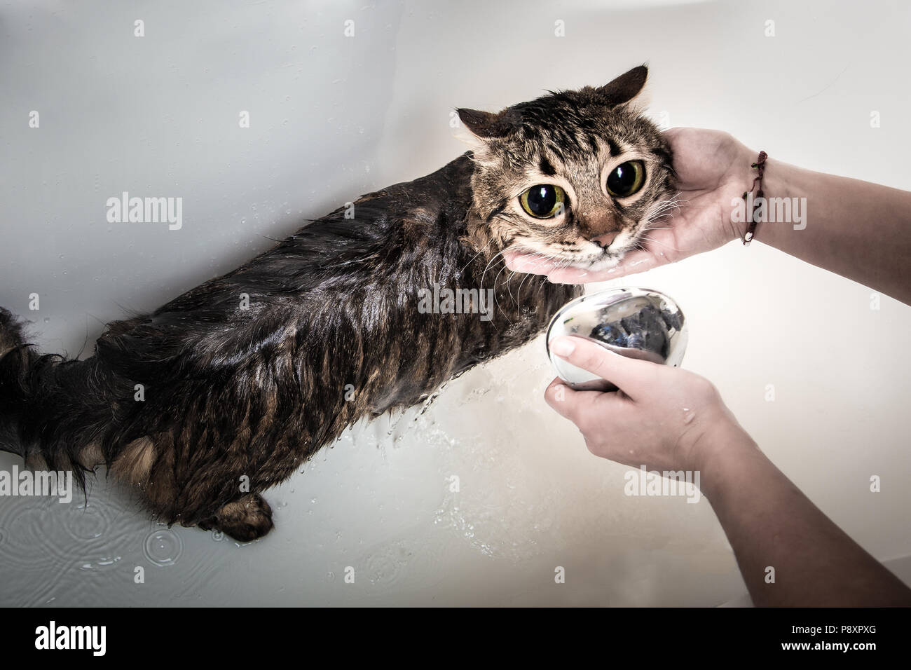 girl bathes the cat in the bathroom, background image Stock Photo - Alamy