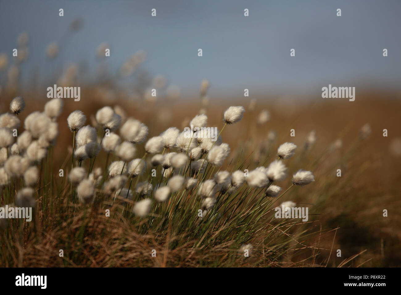 Cotton Grass Field High Resolution Stock Photography and Images - Alamy