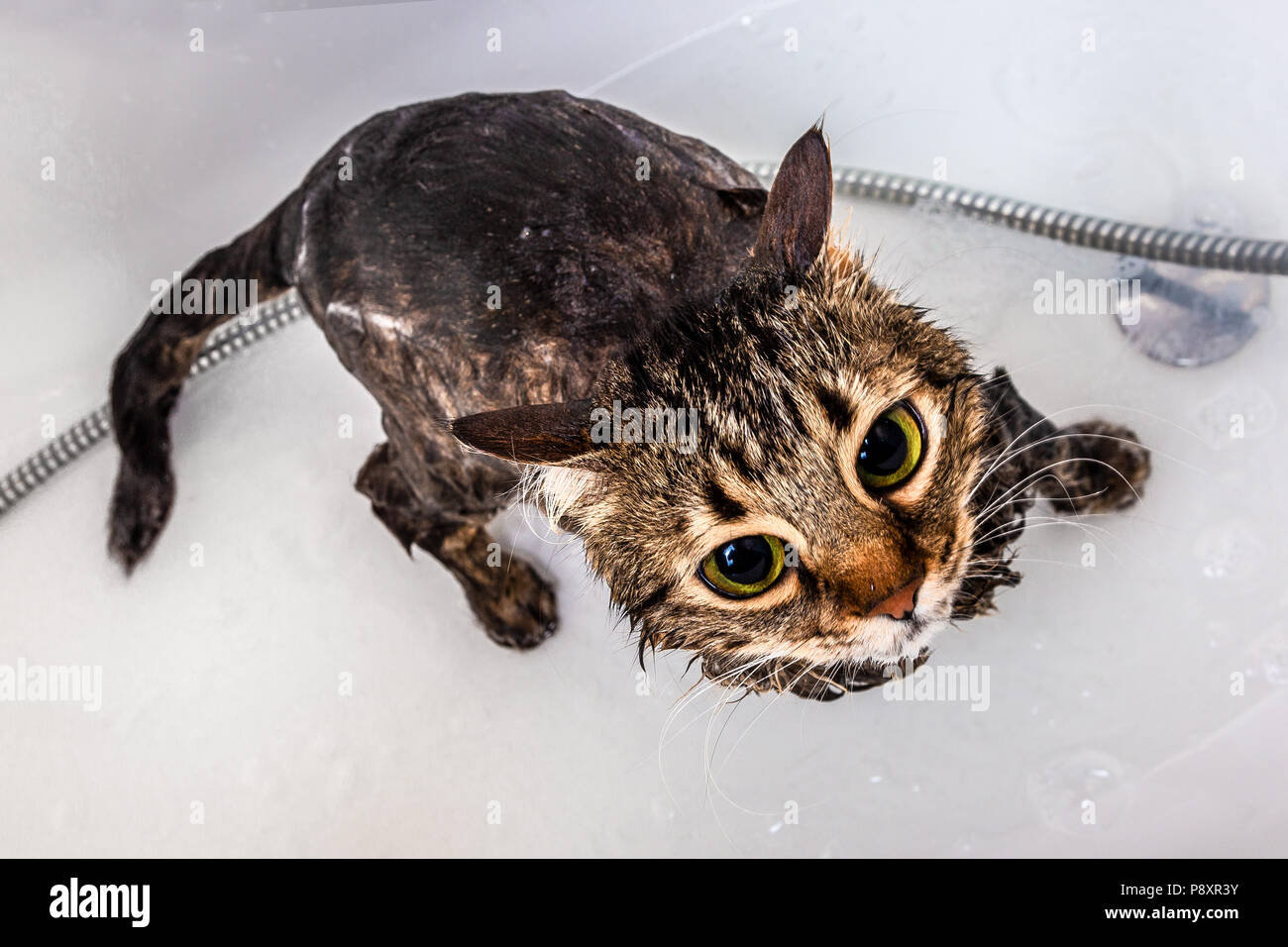 wet cat in the bathroom after bathing Stock Photo Alamy