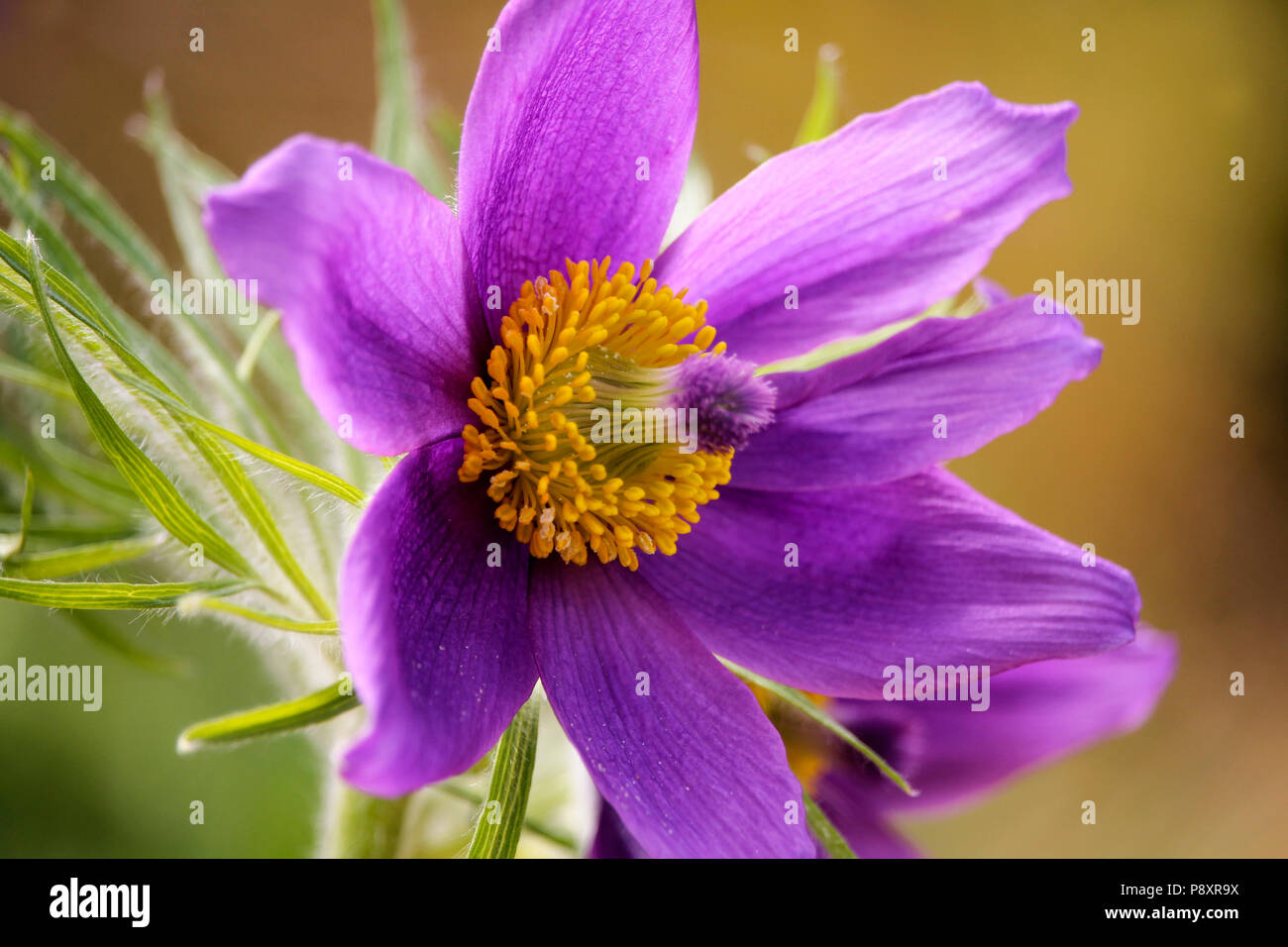 Flowers in Devon Stock Photo Alamy
