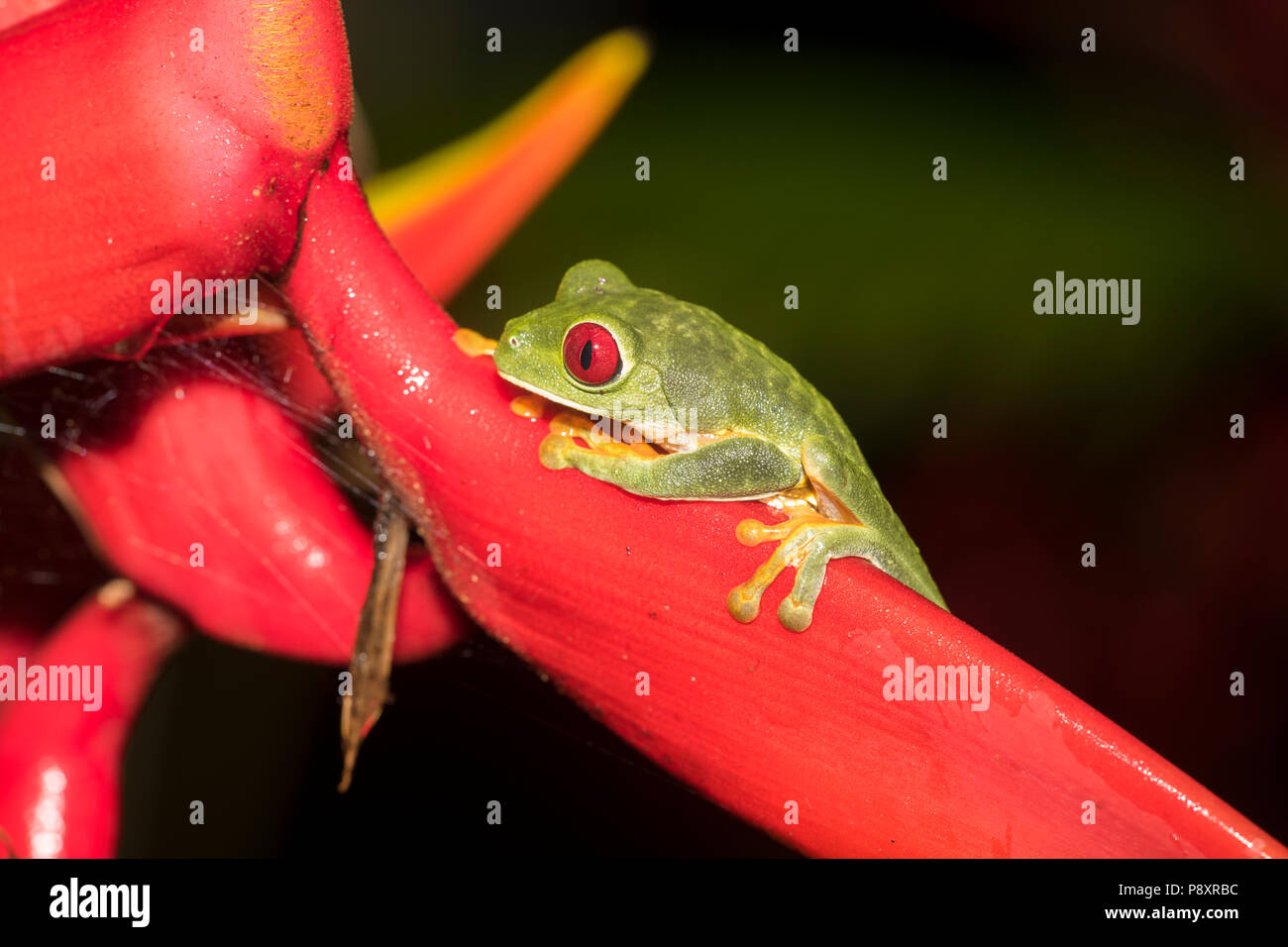 Red-eyed tree frog, Costa Rica Stock Photo