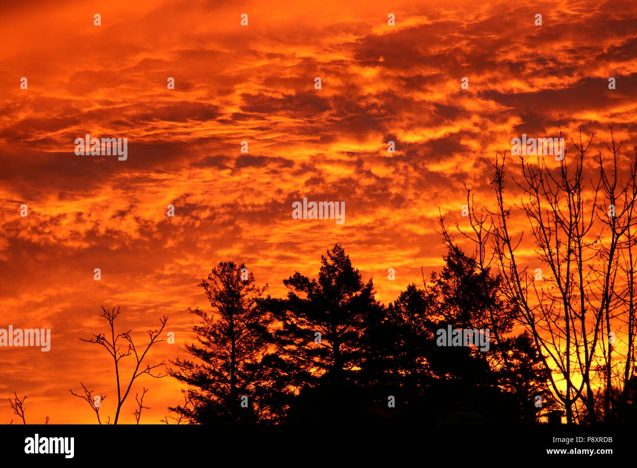 The silhouettes of trees in front of a burning sky Stock Photo - Alamy