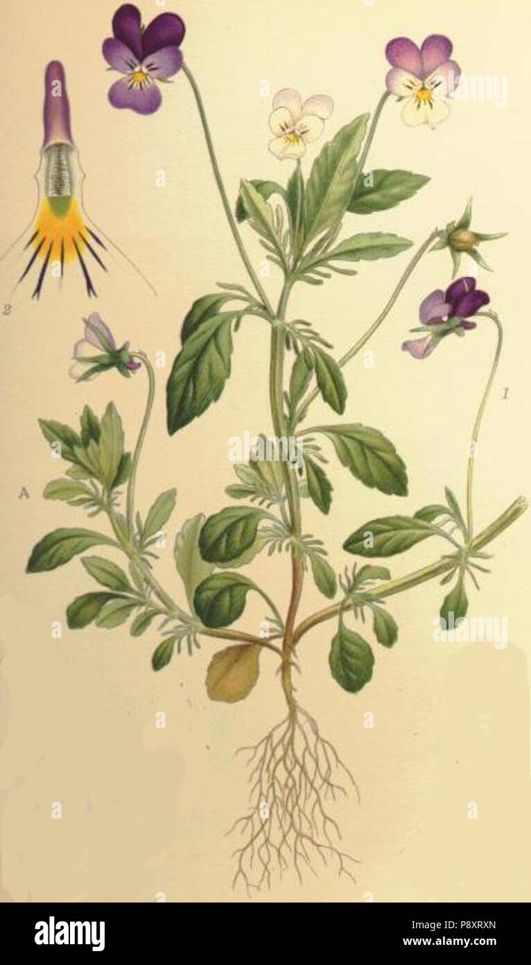 .   574 Viola tricolor styvmorsviol Stock Photo