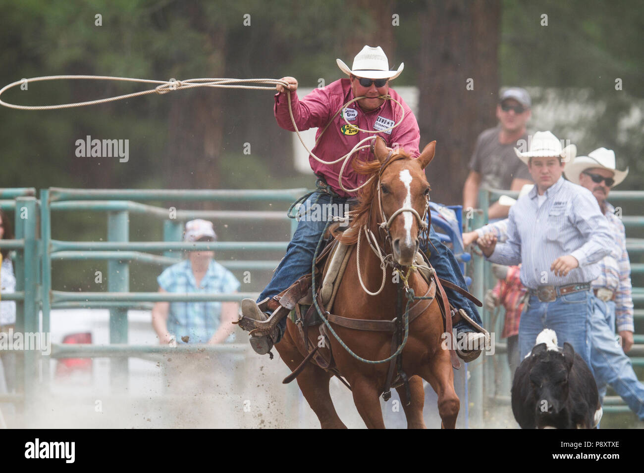 Tie Down Roping Rodeo Man Vs Calf In A Timed Event Exciting Speed As Cowboy Lasso S Fast Moving Calf Cranbrook Canada Stock Photo Alamy Tie Down Roping Rodeo Man Vs Calf In A Timed Event Exciting Speed As Cowboy Lasso S Fast Moving Calf Cranbrook Canada Stock Photo Alamy